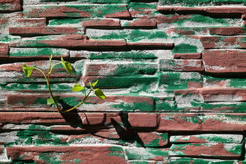 Mur z roślinką © grzegorz