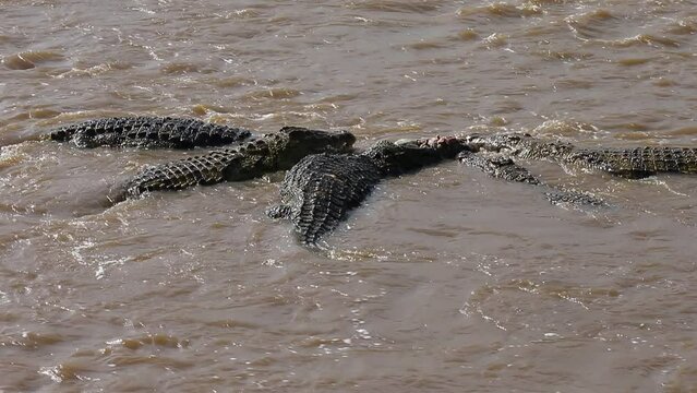 Nile crocodiles are eating wildebeest in the Mara river. Kenya. Masai Mara. Africa. 