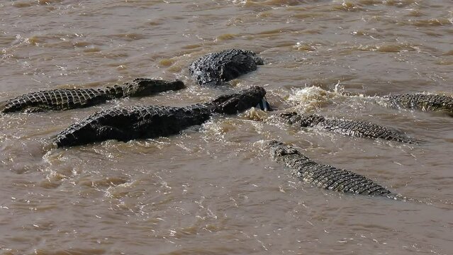 Nile crocodiles are eating wildebeest in the Mara river. Kenya. Masai Mara. Africa. 