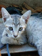 Selective focus of a grey cat in the garden