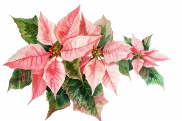 Vibrant painting of pink poinsettias and green leaves, perfect for holiday designs