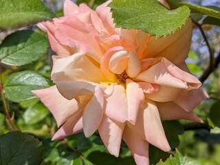 pink lily flower