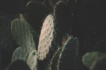 cactus with thorns