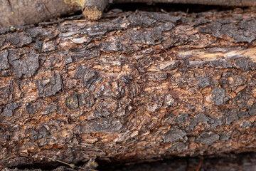 Pine tree trunk texture detail