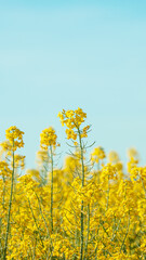 Yellow rapeseed in the field, rapeseed flowering. Rapeseed cultivation
