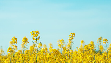 The rapeseed field blooms with bright yellow flowers on blue sky in Ukraine. Closeup
