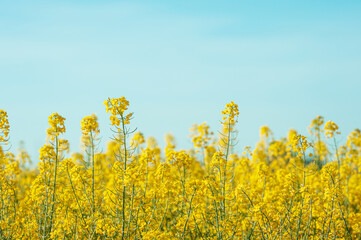 The rapeseed field blooms with bright yellow flowers on blue sky