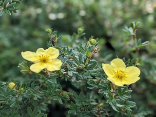 yellow flowers in the garden