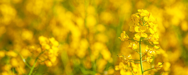 Canola field. Rapeseed plant, colza rapeseed for green energy. Yellow rape flower for healthy food oil on field. Springtime golden flowering