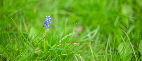spring flower in the grass, mouse flax