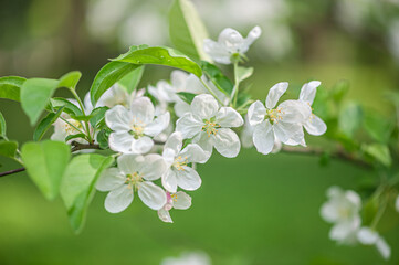 branch of cherry blossoms against a background of blurred greenery, spring 