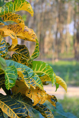 A vibrant Codiaeum variegatum plant, known for its lush green and yellow foliage, brings a tropical vibe to any space.