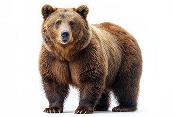 Obraz premium Bear isolated on white background