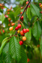red berries of a cherry