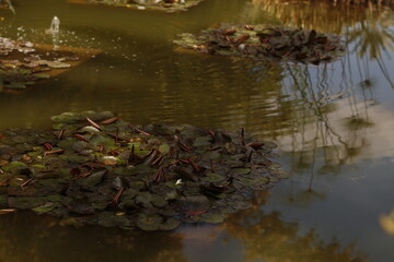 Obraz na płótnie Canvas reflection in the pond