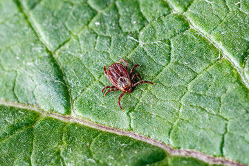 Dermacentor Reticulatus On Green Leaf.Family Ixodidae.Carrier of infectious diseases as encephalitis or Lyme borreliosis. Ticks Are Carriers Of Dangerous Diseases.
