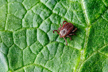 Dermacentor Reticulatus On Green Leaf.Family Ixodidae.Carrier of infectious diseases as encephalitis or Lyme borreliosis. Ticks Are Carriers Of Dangerous Diseases.