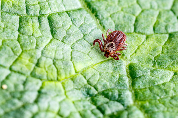 Dermacentor Reticulatus On Green Leaf.Family Ixodidae.Carrier of infectious diseases as encephalitis or Lyme borreliosis. Ticks Are Carriers Of Dangerous Diseases.