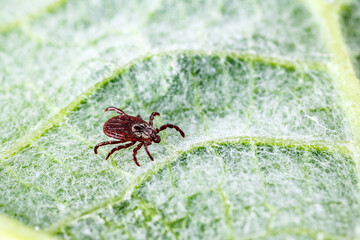 Dermacentor Reticulatus On Green Leaf.Family Ixodidae.Carrier of infectious diseases as encephalitis or Lyme borreliosis. Ticks Are Carriers Of Dangerous Diseases.