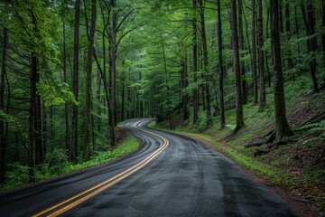 Fototapeta premium A photo of a winding road through a lush green forest.
