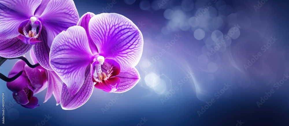 Poster A beautiful purple orchid flower in full bloom with an empty space for text or other graphics in the image. with copy space image. Place for adding text or design
