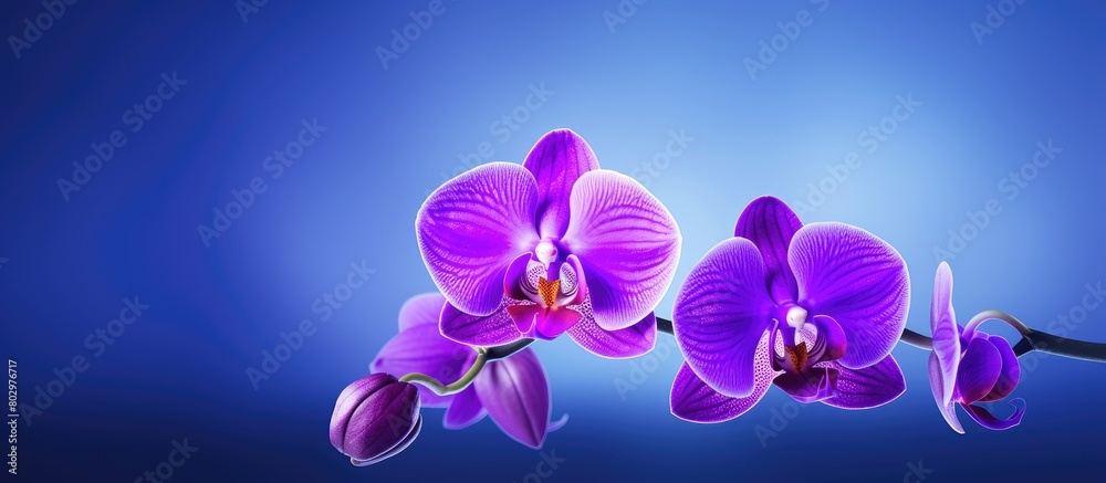Poster a beautiful purple orchid flower in full bloom with an empty space for text or other graphics in the
