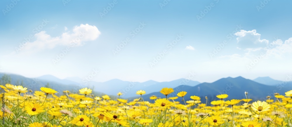 Poster A close up copy space image of yellow flowers in a field with a beautiful backdrop of mountains and a blue sky