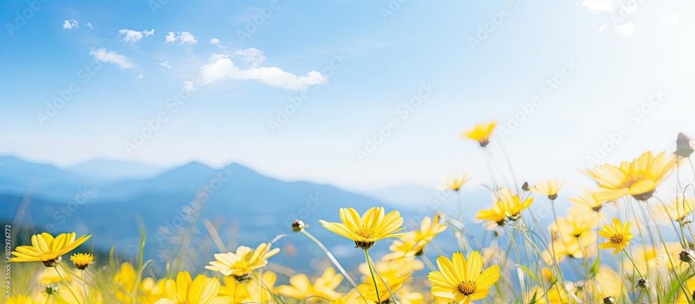 Poster A close up copy space image of yellow flowers in a field with a beautiful backdrop of mountains and a blue sky