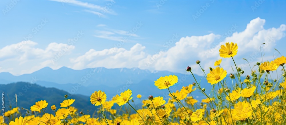 Poster A close up copy space image of yellow flowers in a field with a beautiful backdrop of mountains and a blue sky