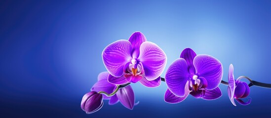 A beautiful purple orchid flower in full bloom with an empty space for text or other graphics in...