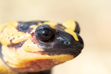 Salamandra negra y amarilla primer plano de cabeza 