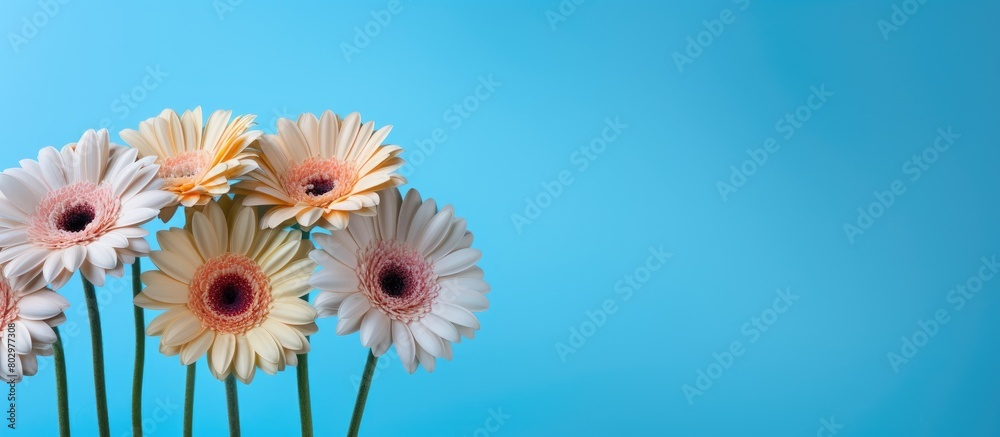 Aufkleber a beautiful bouquet of gerbera flowers displayed against a vibrant blue backdrop creating an ideal c