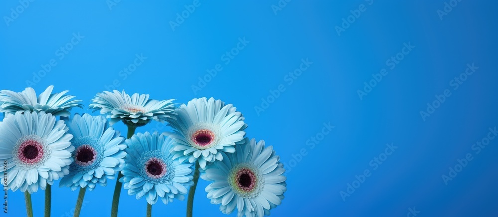 Aufkleber a beautiful bouquet of gerbera flowers displayed against a vibrant blue backdrop creating an ideal c