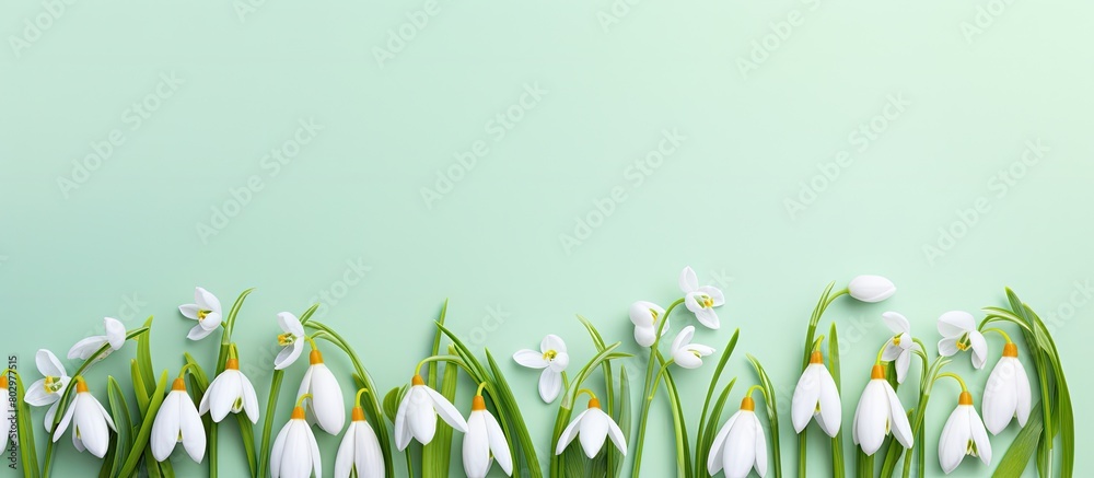 Poster A beautiful copy space image featuring white snowdrop flowers on a colorful background arranged in a creative layout that represents the minimal concept of spring