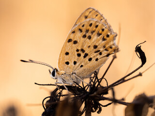 Mariposa salvaje posada en una planta