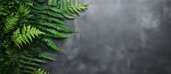 A copy space image of a wild fern frame is captured against a gray concrete background - obrazy, fototapety, plakaty
