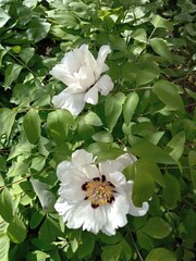 white rose flower in the garden