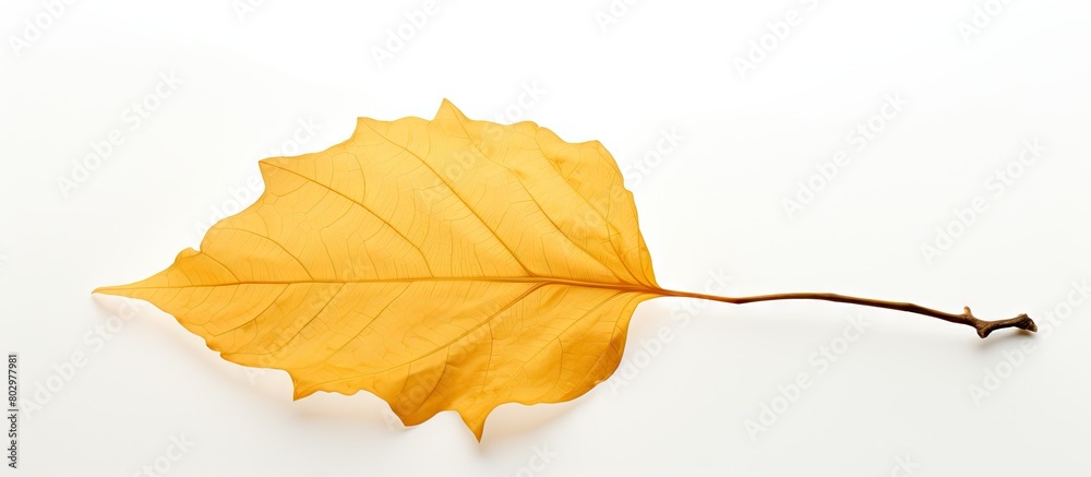 Poster a copy space image of a weathered yellow leaf against a clean white backdrop