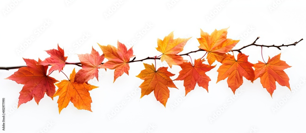Poster A autumn maple branch with leaves isolated on a white background providing ample copy space image
