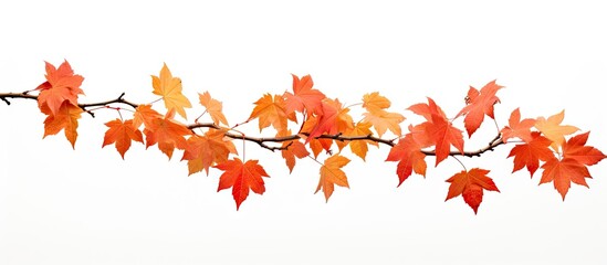 Fototapeta premium A autumn maple branch with leaves isolated on a white background providing ample copy space image