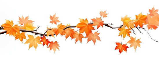 A autumn maple branch with leaves isolated on a white background providing ample copy space image