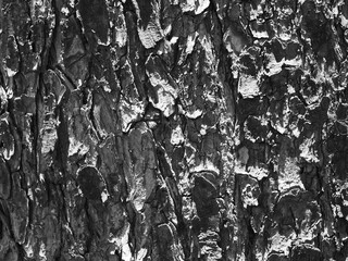 Obraz premium Close-up photo of tree bark