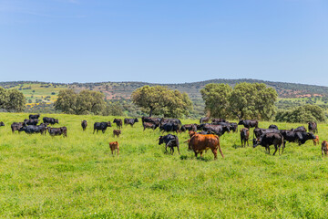 black bulls in a bull farm