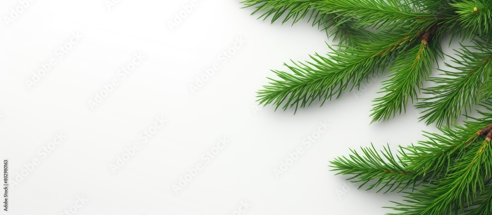 Poster A Christmas spruce branch on a white background with ample copy space for creative use showcasing a festive Christmas border and composition in a visually appealing flat lay