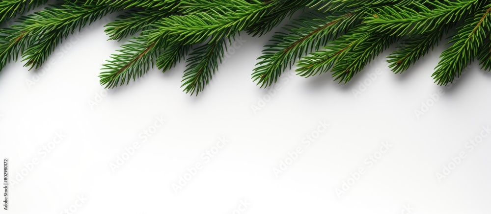 Poster A Christmas spruce branch on a white background with ample copy space for creative use showcasing a festive Christmas border and composition in a visually appealing flat lay