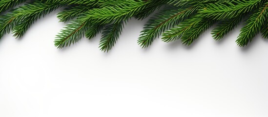 A Christmas spruce branch on a white background with ample copy space for creative use showcasing a festive Christmas border and composition in a visually appealing flat lay