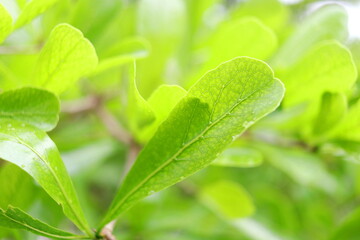 Terminalia Ivorensis or Black Afara green leaf and droplets are on leaf with detail vein of leaf....