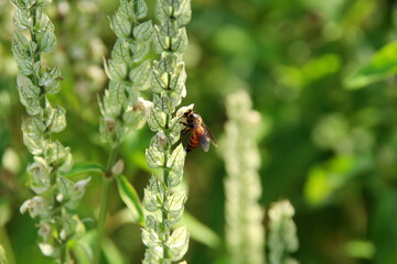 White Justicia betonical flowers on bunch blooming and bee with  sunlight in nature. Another name is White shrimp plant, Squirrel's tail, Nicoteba betonica.