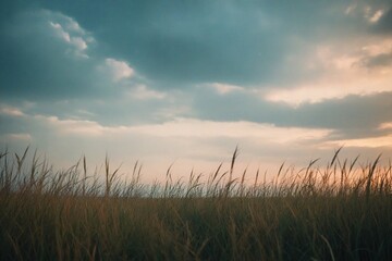 Fototapeta premium wheat field at sunset