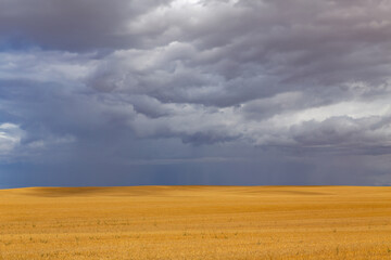 Fototapeta premium view of a crop field in Spain
